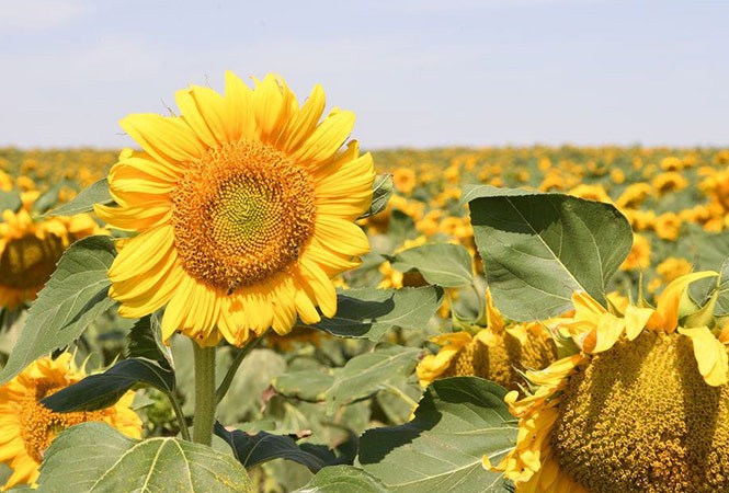 景辉农牧：勇做乡村振兴路上的“向阳花”