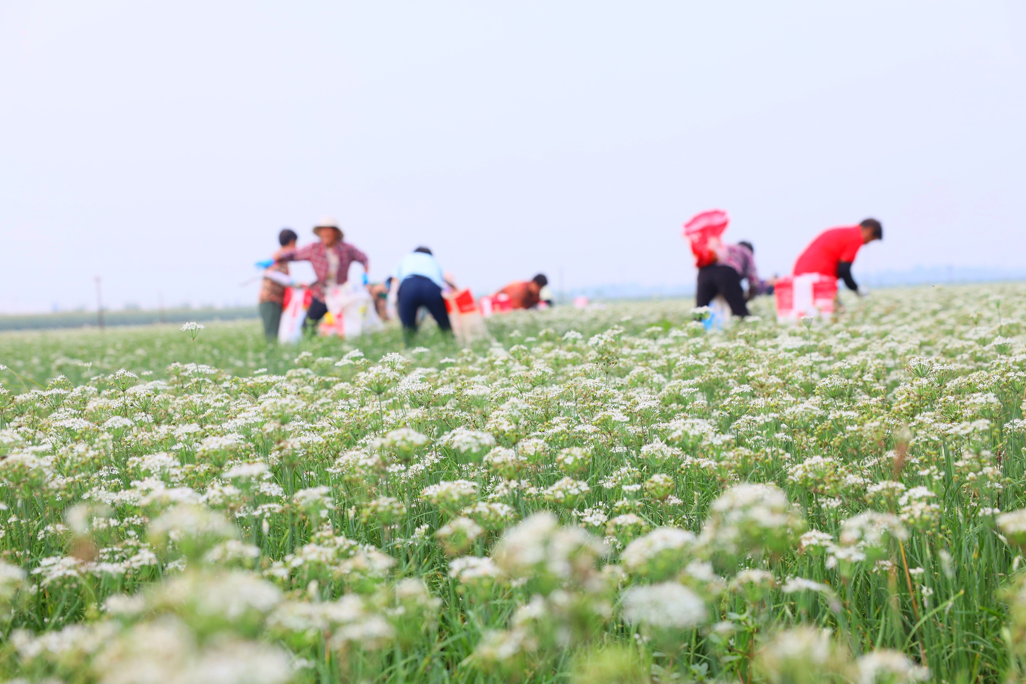 河北南宫：韭菜花开致富路