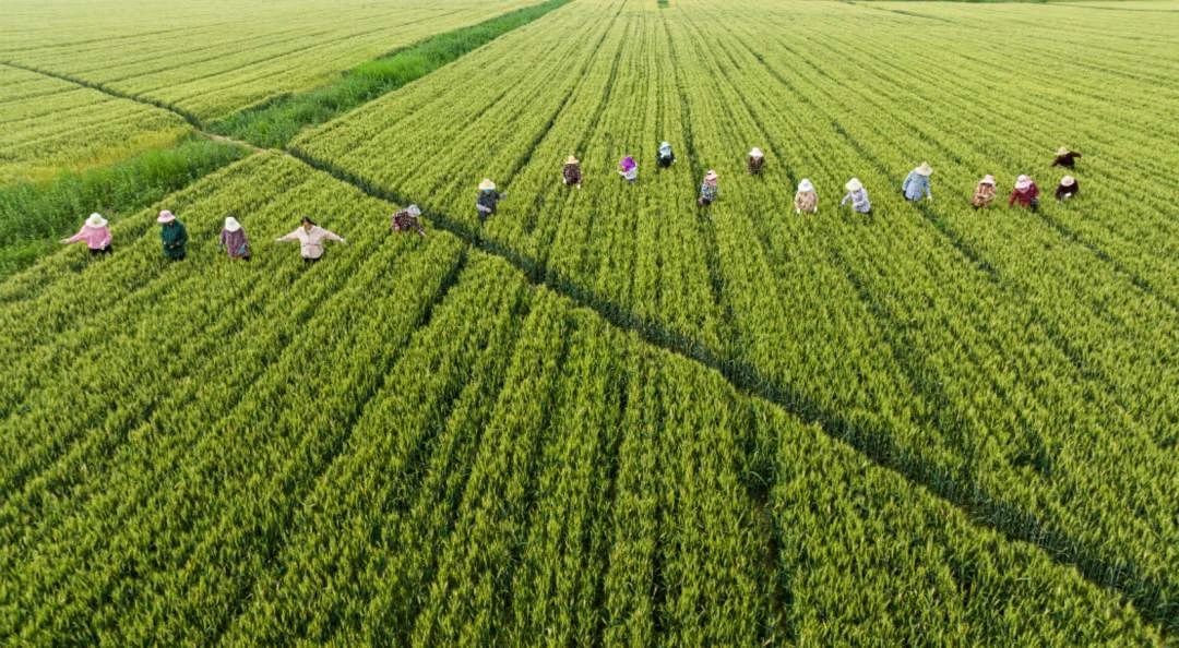 农机上阵农技下乡！加快推进新一轮千亿斤粮食产能提升