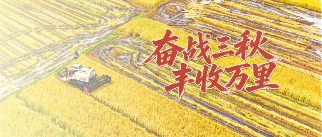 【奋战三秋 丰收万里】各地秋粮加紧收获