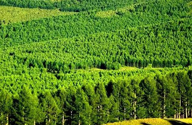 福建省乡村振兴战略与林业经济发展的关系
