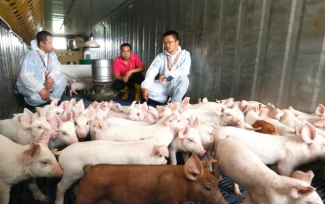 杨振海：千方百计加快恢复生猪生产
