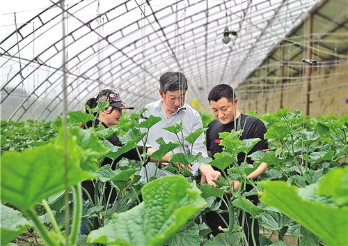 “平泉黄瓜”长成记 