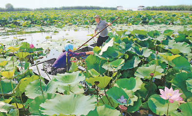 汗滴如豆洒“荷田”